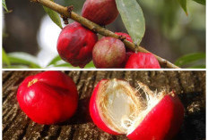 8 Manfaat Buah Mahkotadewa yang Jarang Diketahui, Baik untuk Menjaga Kesehatan Tubuh!