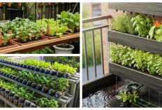 15 Inspirasi Kebun Mini Tanpa Tanah di Teras Cor, Membuat Rumah Makin Estetik dan Asri