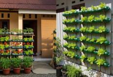 Inspirasi Sayuran yang Bisa Ditanam di Botol Plastik Bekas untuk Hiasan Teras!