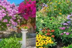 Rekomendasi Tanaman Hias Depan Rumah Tahan Panas untuk Iklim Tropis!