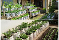 6 Ide Kebun Sayur Samping Rumah Pakai Karung Beras: Cara Praktis Panen Melimpah di Lahan Sempit