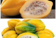 Khasiat Buah Carica untuk Kesehatan, Si Khas Pegunungan yang Kaya Nutrisi!