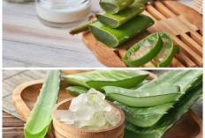 Khasiat Alami Lidah Buaya untuk Rambut Lebih Kuat, Lembap, dan Bebas Rontok!