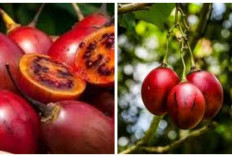 9 Manfaat Terong Belanda, Buah Kecil Kaya Vitamin C