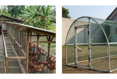 Rahasia Ternak Lebih Untung,  9 Desain Kandang Ayam Lorong Kawat Simpel tapi Fungsional