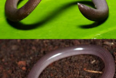 Mengenal Ular Kawat: 5 Fakta Menarik tentang Ular Buta yang Mirip Cacing
