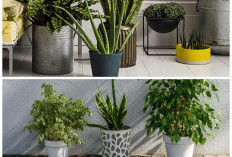 Tak Hanya Mempercantik, 7 Tanaman Hias Ini Diyakini Datangkan Hoki dan Kesehatan di Rumah