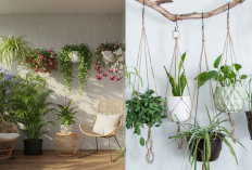 Rekomendasi Tanaman Gantung Teras Sempit yang Tahan Panas dan Minim Air!