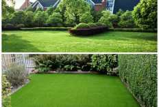 Pilihan Rumput Taman Terbaik untuk Halaman Rumah yang Segar dan Asri