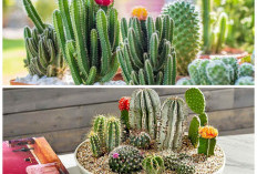 Kecil tapi Menawan! 5 Rekomendasi Kaktus Hias yang Pas untuk Rumah Minimalis