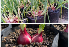 Ide Kreatif Kebun Bawang Merah di Rumah: Perpaduan Bata dan Polybag yang Estetik