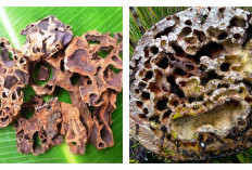 7 Manfaat Sarang Semut bagi Kesehatan Tubuh