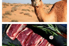 6 Khasiat Daging Unta untuk Kesehatan, Kuliner Khas yang Banyak Dijumpai saat Umrah