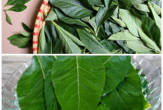 Daun Afrika, Tanaman Herbal Kaya Khasiat untuk Kesehatan Tubuh