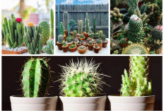 Tak Hanya Unik, Ini 5 Jenis Kaktus Cantik yang Cocok Jadi Dekorasi Rumah Minimalis