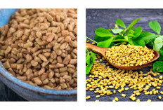 7 Manfaat Fenugreek untuk Kesehatan Tubuh