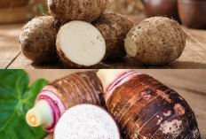 Kimpul: Pangan Lokal Kaya Nutrisi dan Potensi Kesehatan