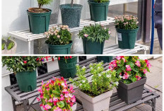 Rak Tanaman Outdoor Multi-Tingkat, Praktis dan Awet untuk Pekarangan Kecil