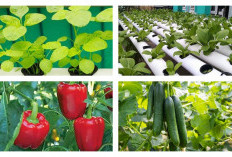 13 Jenis Tanaman Hidroponik dan Cara Menanamnya di Rumah