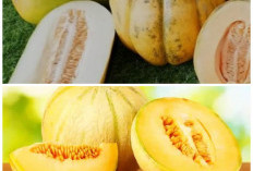 6 Khasiat Buah Blewah yang Menyehatkan, Baik untuk Cairan Tubuh dan Perawatan Kulit