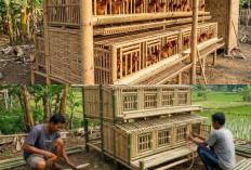 Panduan Sukses Ternak Mandiri: Cara Bangun Kebun Ayam di Lahan Sempit