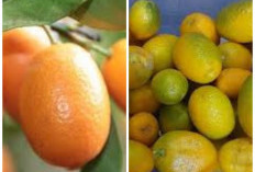 Jeruk Kimkit, Buah Kecil yang Kaya Nutrisi