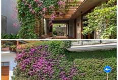 Rumah Auto Adem! 8 Tanaman Rambat Favorit untuk Dinding Tembok yang Tetap Sehat di Cuaca Panas