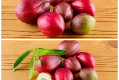 Rahasia Buah Mahkota Dewa, Herbal Tradisional dengan Segudang Khasiat!