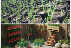 Sulap Pekarangan Jadi Produktif! 8 Ide Kebun Bawang Merah Pakai Bata dan Polybag