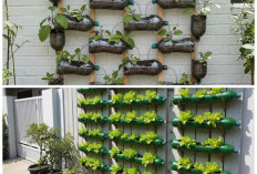 Kreatif dan Ramah Lingkungan, Deretan Sayuran yang Cocok Ditanam di Botol Plastik Bekas untuk Teras Rumah