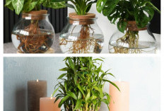 Tanaman Hias Hidroponik Jadi Tren Dekor Rumah 2026: Ini Rekomendasi yang Paling Estetik dan Mudah Dirawat