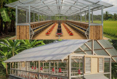 7 Inspirasi Kandang Ayam Atap Transparan untuk Peternakan Modern yang Menjanjikan