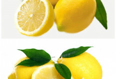 Khasiat Lemon untuk Kesehatan Tubuh yang Jarang Diketahui!