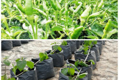 Anti Gagal! Tips Menanam Cabai Rawit Hijau di Polybag untuk Hasil Panen Maksimal