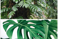 Manfaat Daun Ekor Naga yang Jarang Diketahui, Herbal Alami Penjaga Kesehatan Tubuh!