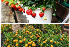 8 Tanaman Buah yang Cocok Ditanam di Pot, Teras Rumah Jadi Asri dan Panen Lebih Praktis