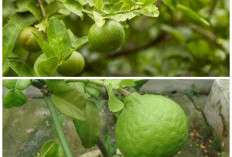 Cara Efektif Menjaga Pohon Jeruk Purut Tetap Subur dan Berbuah Optimal