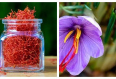 8 Manfaat Saffron untuk Kesehatan Tubuh