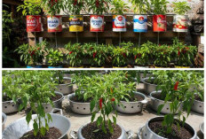 Kreatif dan Hemat! Manfaatkan Thinwall Bekas untuk Menanam Cabai Sendiri