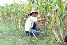 Reforma Agraria Dorong Lahirnya Generasi Petani Muda di Desa Soso, Blitar