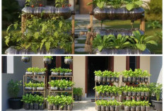 Teras Makin Cantik dan Produktif! Ide Menanam Sayuran di Botol Plastik Bekas yang Mudah Dicoba