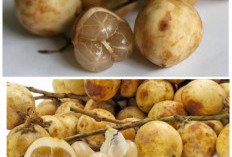 Jarang Diketahui! Buah Rambai Ternyata Punya Segudang Manfaat untuk Kesehatan Tubuh!