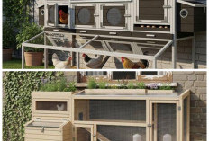 8 Desain Kandang Ayam Tempel Tembok yang Hemat Tempat, Cocok untuk Rumah Lahan Sempit!
