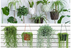 5 Rekomendasi Tanaman Hias Gantung Indoor, Aroma Wangi Membuat Rumah Lebih Nyaman