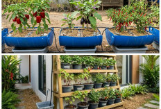 5 Inspirasi Kebun Buah Hemat Air: Tetap Subur di Lahan Sempit, Low Maintenance, dan Rahasia Panen Maksimal!