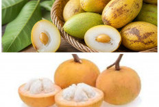 Manfaat Tersembunyi Buah Kecapi untuk Kesehatan Tubuh yang Jarang Diketahui