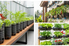 Teras Jadi Kebun Mini: 8 Ide Menanam Tomat dari Wadah Bekas