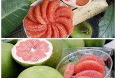 Khasiat Luar Biasa Buah Jeruk Bali untuk Menjaga Kesehatan Tubuh Secara Alami!