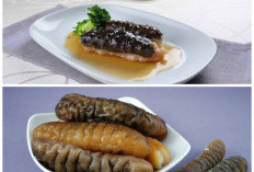 Teripang, Superfood Laut dengan Segudang Manfaat: Dari Percepat Penyembuhan hingga Lindungi Tubuh
