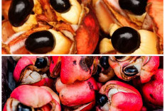 Buah Ackee Punya Rasa Lezat dan Nutrisi Tinggi, Namun Bisa Berbahaya Jika Belum Matang
